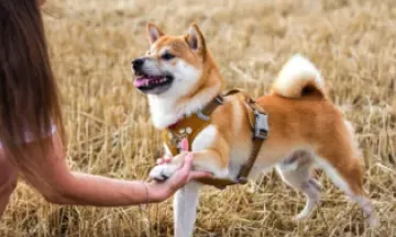 pexels toshimi style